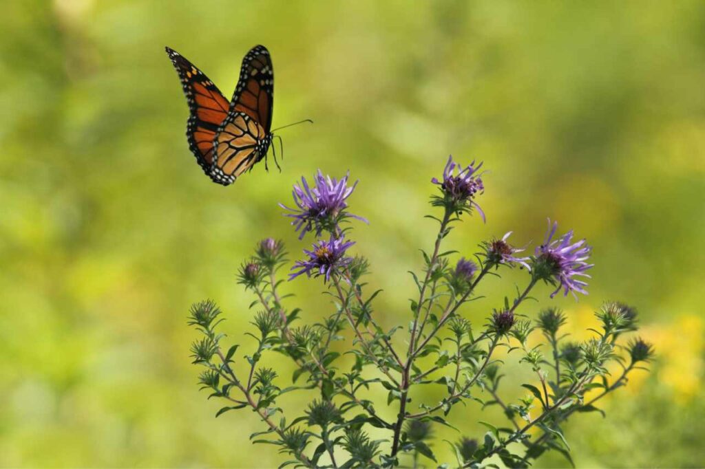 A orange butterfly flies through the air towards a bush of purple flowers.