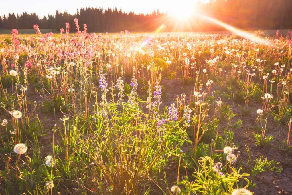 A sunny field of wildflowers on a mountain.