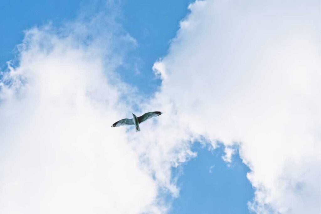 A bird flies freely around a blue sky filled with clouds.